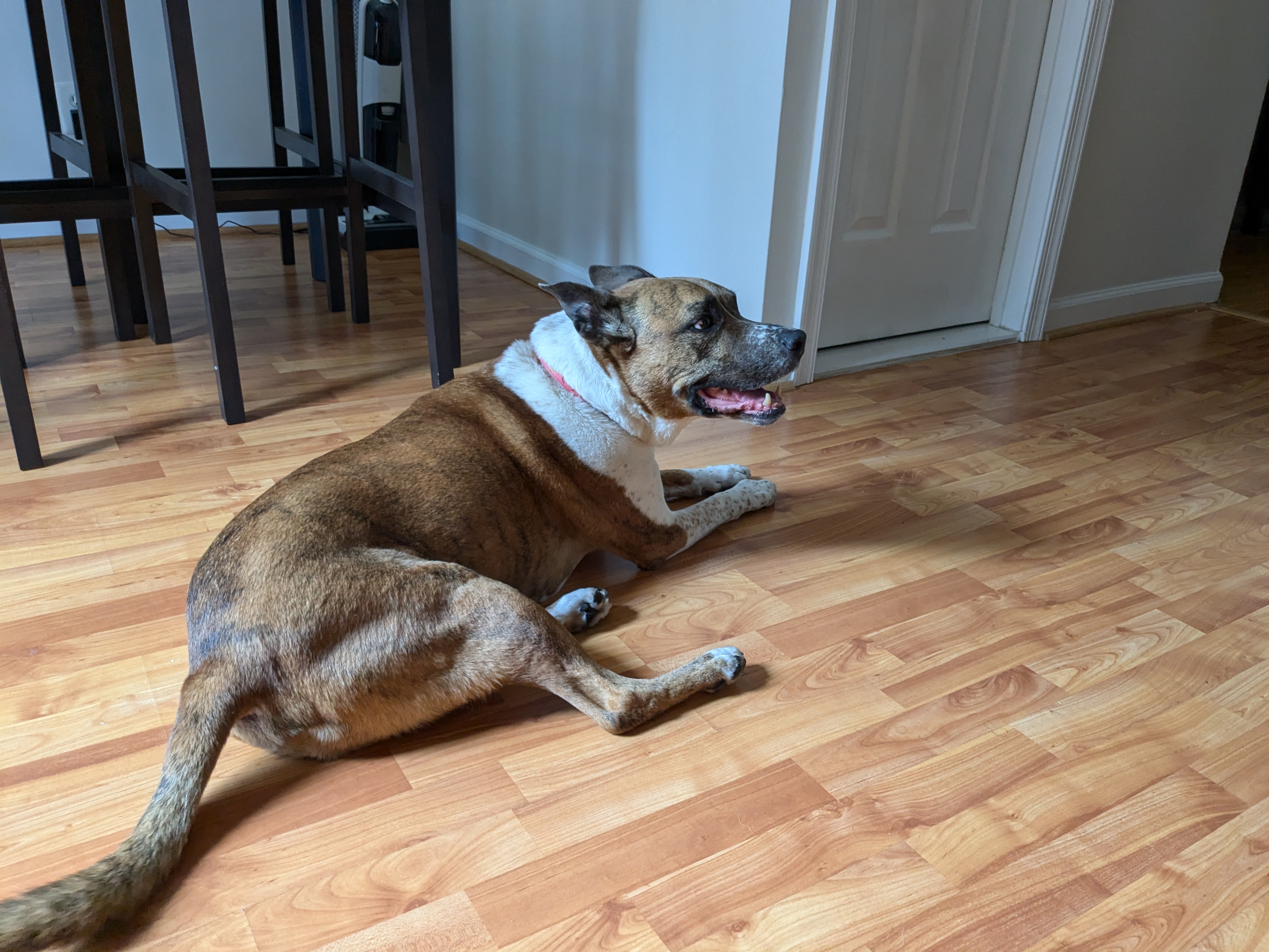 My own goodest boy, Ace.